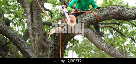 Un uomo è seduto su un grande ramo d'albero mentre usando una motosega per tagliare i rami via mentre rimuove l'albero. Foto Stock