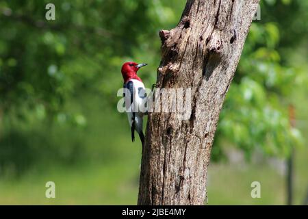 Un picchio rosso su un albero morto al sole Foto Stock