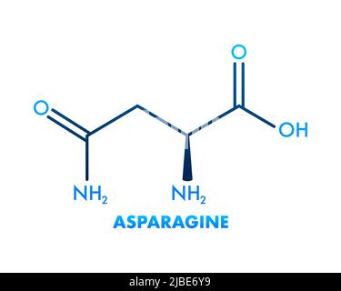 Biologia molecolare. Asparagina L-asparagina, Asn, molecola di N aminoacidi. Illustrazione vettoriale Illustrazione Vettoriale