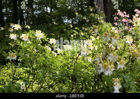 Rhododendron 'Northern Hi-Lights' azalea. Foto Stock