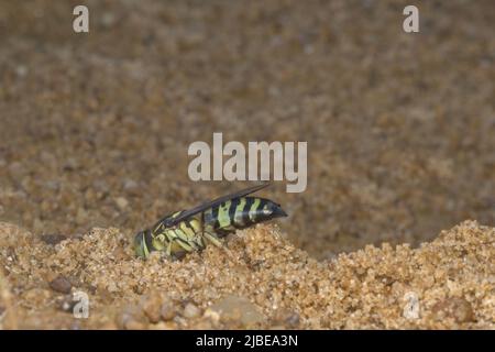 sabbia vespa scavando un buco nella sabbia Foto Stock