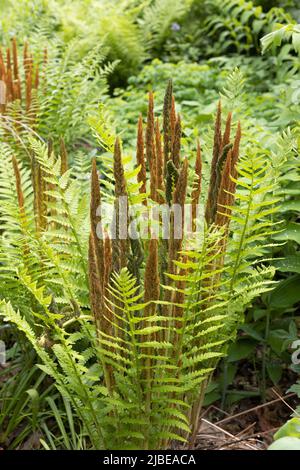 Osmunda cinnamomea - felce alla cannella. Foto Stock