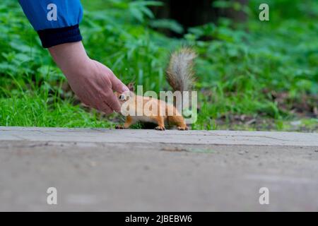 Scoiattolo natura selvaggia ritratto animale fauna selvatica marrone cute all'aperto divertente, per bella per curioso da chippunk nero, furry roditore. Chiudi sciurus Foto Stock