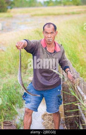 Gli agricoltori thailandesi Lifestyle sono trappole per la pesca nei campi di riso thailandesi, catturando serpenti in gabbie di pesca. Foto Stock