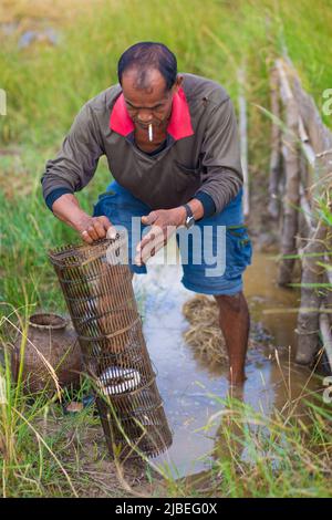 Gli agricoltori thailandesi Lifestyle sono trappole per la pesca nei campi di riso thailandesi, catturando serpenti in gabbie di pesca. Foto Stock