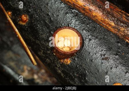 Comune Uccelli Nido Fungus (Crucibulum laeve) Foto Stock