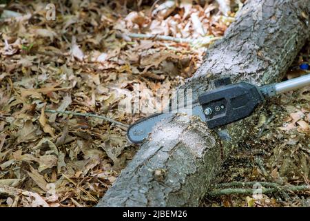 Il lavoratore della pubblica utilità tagliò alberi e tronchi con motoseghe alberi sopraffolti Foto Stock