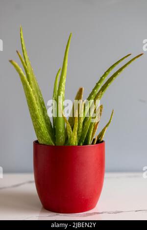 Pianta di Aloe vera in un vaso di ceramica rosso Foto Stock