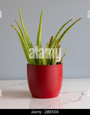 Pianta di Aloe vera in un vaso di ceramica rosso su uno sfondo grigio isolato Foto Stock