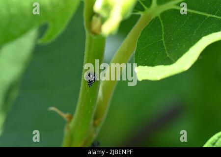 Avvistato lanternfly Foto Stock