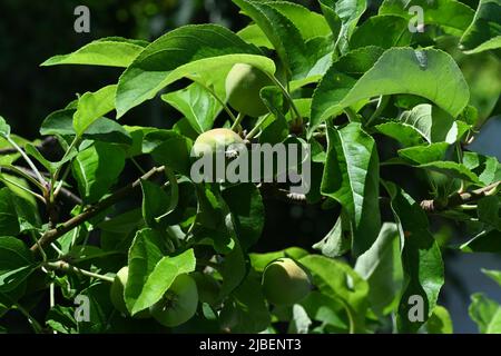 Nuove mele che si formano in primavera su un Golden Delicious Apple Tree. Foto Stock