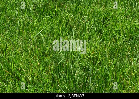 Il giorno seguente, in primavera, l'erba è stata rasata di recente. Foto Stock