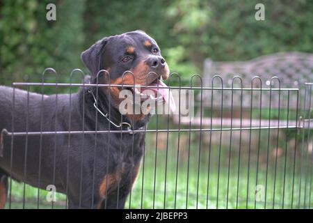 Ritratto del Rottweiler del cane dietro la recinzione. Cane di guardia o concetto di sicurezza. Foto Stock