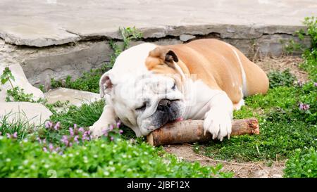 Il cane adulto inglese bulldog ha divertimento e gnaws un bastone all'aperto sull'erba. Il concetto di animali domestici, denti e salute del cane. Foto Stock