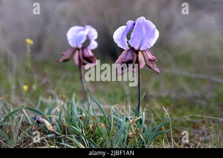 Iride georgiana, Iris iberica che cresce nella natura selvaggia, Georgia Foto Stock