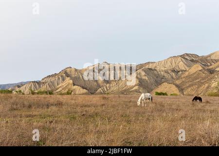 cavalli che pascolano su una prateria in una bella valle del remoto parco nazionale vashlovani in georgia Foto Stock