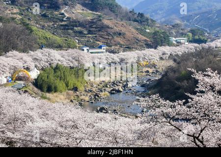 Alberi di ciliegio bianco fioriscono lungo il fiume Seomjin a Gurye. Foto Stock