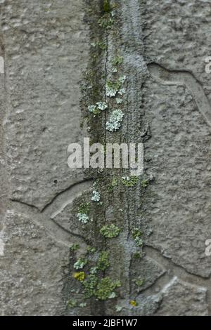 muschio emergente da piastrelle rotte e cemento nel muro della strada closeup potere della natura Foto Stock