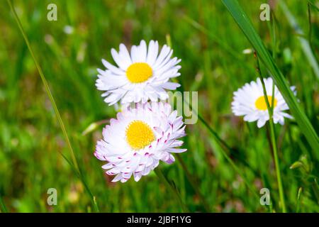 Fiori bianchi di Bellis perennis, la margherita. È una specie europea della famiglia Asteraceae Foto Stock