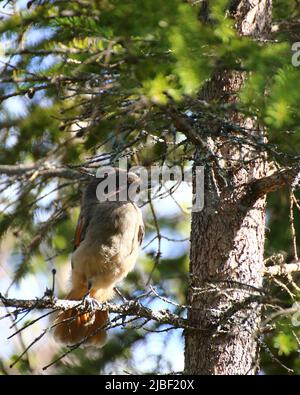 Jay siberiano (Perisoreus infaustus) seduto in un pino. Foto Stock