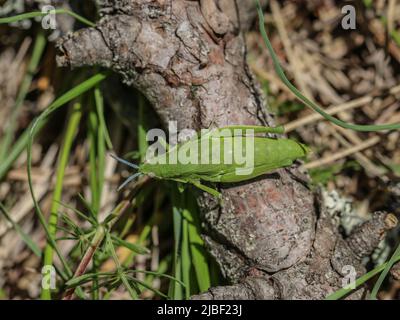 Donna verde adulta di locusta endemica Pyrgomorphella serbica sul monte Tara in Serbia Foto Stock