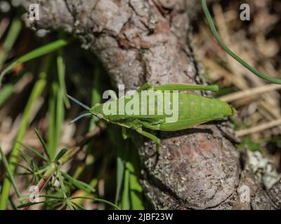 Donna verde adulta di locusta endemica Pyrgomorphella serbica sul monte Tara in Serbia Foto Stock