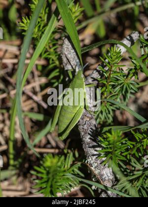 Donna verde adulta di locusta endemica Pyrgomorphella serbica sul monte Tara in Serbia Foto Stock