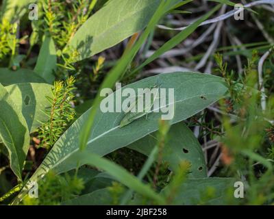 Donna verde adulta di locusta endemica Pyrgomorphella serbica sul monte Tara in Serbia Foto Stock