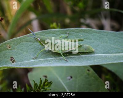 Donna verde adulta di locusta endemica Pyrgomorphella serbica sul monte Tara in Serbia Foto Stock