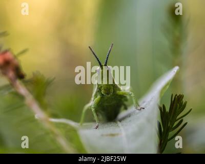 Donna verde adulta di locusta endemica Pyrgomorphella serbica sul monte Tara in Serbia Foto Stock