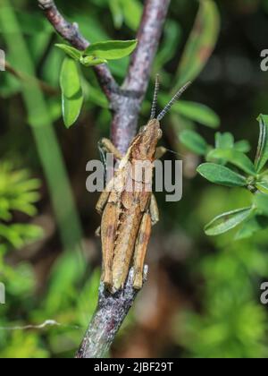 Maschio di rara ed endemica locusta Pyrgomorphella serbica al Monte Tara nella Serbia occidentale Foto Stock