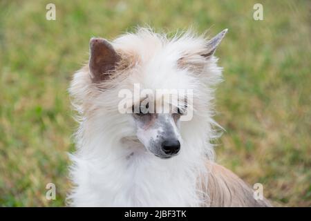 Carino puderpuff cinese crested cane cucciolo nel parco estivo. Primo piano. Animali domestici. Cane purebred. Foto Stock