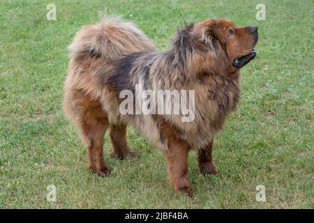 Il carino cucciolo di mascattiolo tibetano si trova sull'erba verde del parco estivo. Animali domestici. Cane Guardiano. Cane purebred. Foto Stock