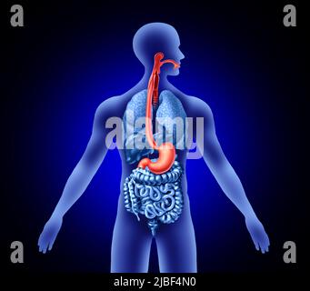 Concetto di esofago e stomaco con trachea come organo umano che rappresenta deglutizione o mal di gola e sintomi digestivi. Foto Stock