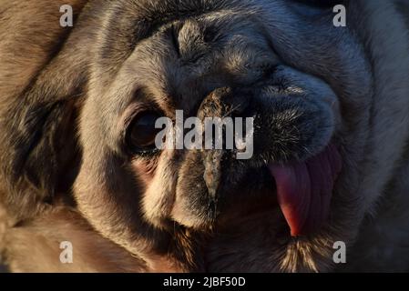 Primo piano ritratto della testa di una caraffa anziana, deformata, disabile e semi cieca con la lingua sporgente Foto Stock