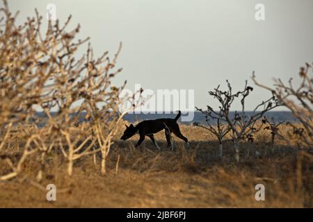 Un cane che foraggia tra vegetazione secca su praterie secche in uno sfondo della spiaggia londa Lima a Kanatang, Sumba Est, Nusa Tenggara Est, Indonesia. Foto Stock