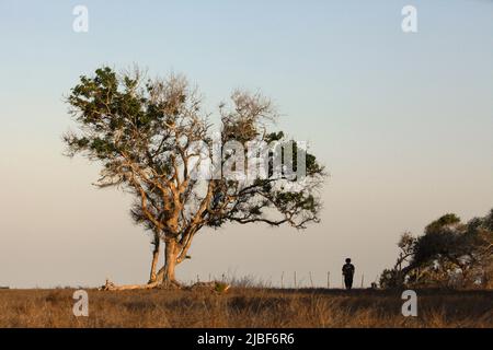 Un uomo che cammina sulla prateria asciutta dove un grande albero sta crescendo vicino alla spiaggia londa Lima a Kanatang, Sumba orientale, Nusa Tenggara orientale, Indonesia. Foto Stock