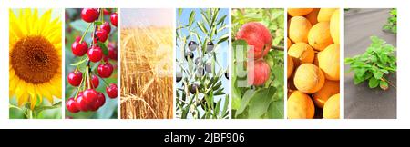 Set di striscioni verticali con prodotti agricoli. Agricoltura collage con frutta fresca, bacche, verdure, segale, girasoli. Prodotti alimentari biologici Foto Stock