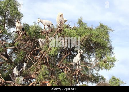 Famosa scena marocchina - capre sull'argano (Argania spinosa), Marocco, Nord Africa. Capre che alimentano in albero di argan Foto Stock