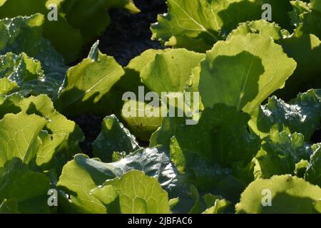 Vista ravvicinata dell'insalata di lattuga verde illuminata dalla luce del sole nell'orto biologico Foto Stock