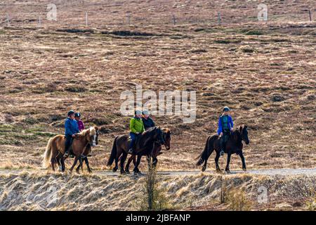 Cavalli islandesi nei pressi di Húsavík Foto Stock