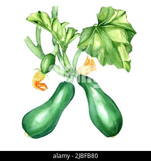 Illustrazione dell'acquerello della pianta del midollo vegetale su bianco. Gambo con foglie, squarci verdi, zucchine intere, zucca di midollo, zucchine dipinte a mano per d Foto Stock