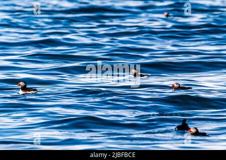 L'isola di Puffin, vicino a Húsavík, in Islanda, ospita molti puffin durante la stagione dell'allevamento Foto Stock