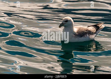 Un gabbiano che nuota nella baia di Skjálfandi vicino a Húsavík, Islanda Foto Stock