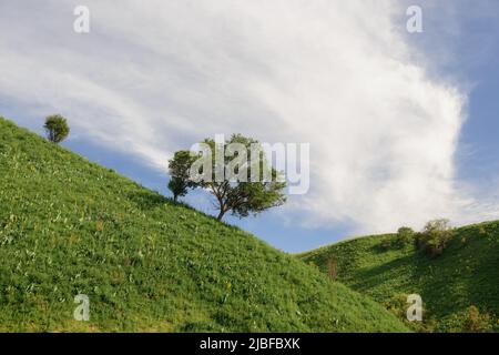 Verdi colline pedemontane con albero (dintorni della città di Almaty) Foto Stock