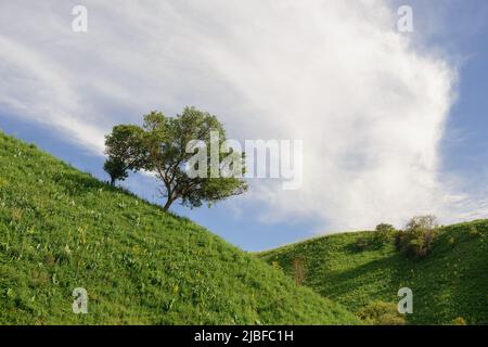 Verdi colline pedemontane con albero (dintorni della città di Almaty) Foto Stock