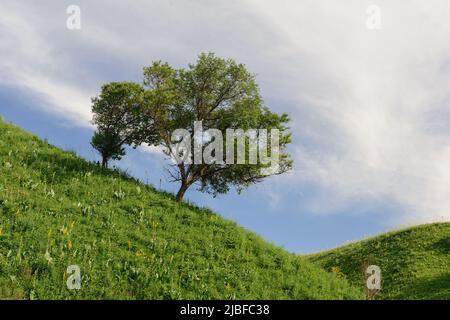 Verdi colline pedemontane con albero (dintorni della città di Almaty) Foto Stock