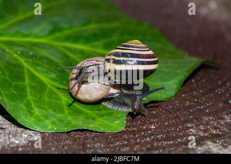 Un paio di lumache strisciando su una foglia bagnata di edera verde. Belle conchiglie multicolore di lumache. Foto Stock