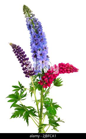 Bouquet di fiori colorati di lupinus e delphinium, isolati su sfondo bianco Foto Stock