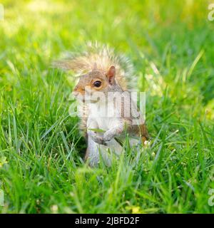 Scoiattolo nell'erba. Roditore nordamericano nel parco. Foto Stock